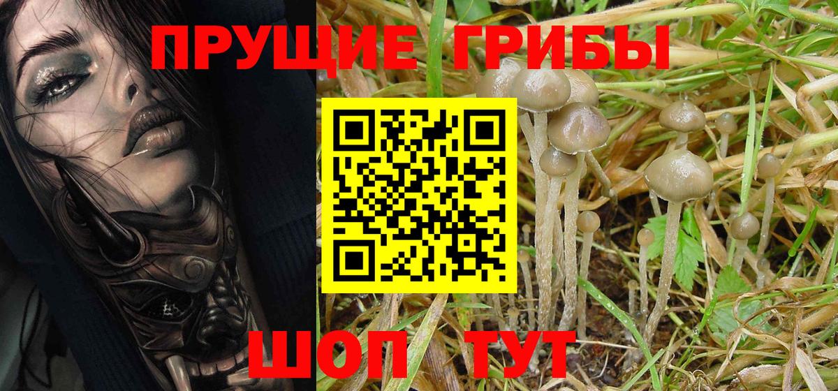 Псилоцибиновые грибы Psilocybe  Балашов  Псилоцибиновые грибы ЛСД 